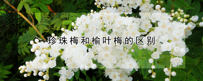 珍珠梅和榆葉梅的區(qū)別