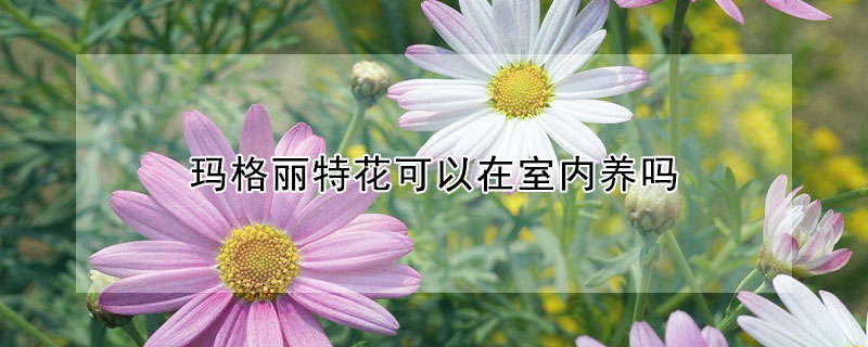 瑪格麗特花可以在室內養嗎