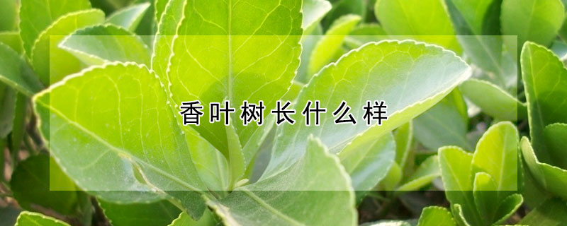 香葉樹長(zhǎng)什么樣