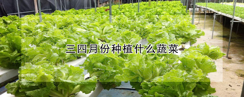 三四月份種植什么蔬菜