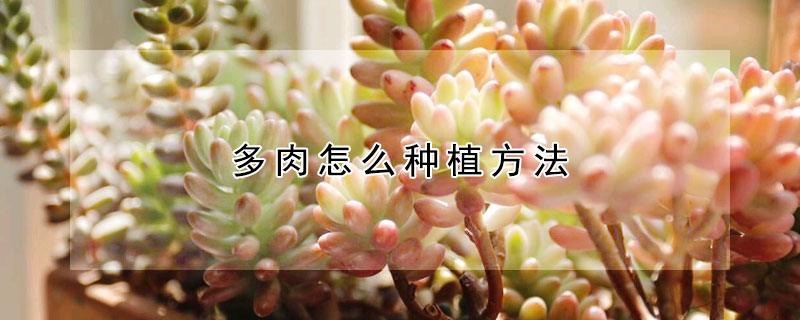 多肉怎么種植方法