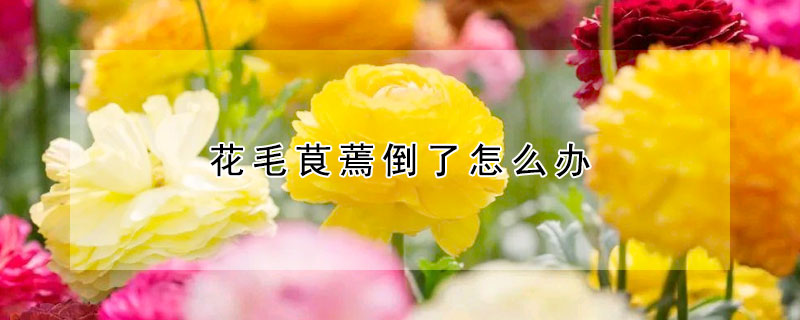 花毛茛蔫倒了怎么辦