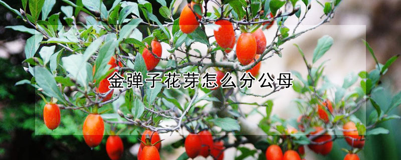 金彈子花芽怎么分公母