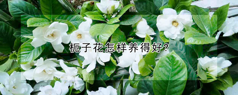 枙子花怎樣養得好?