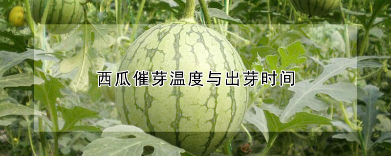 西瓜催芽溫度與出芽時間