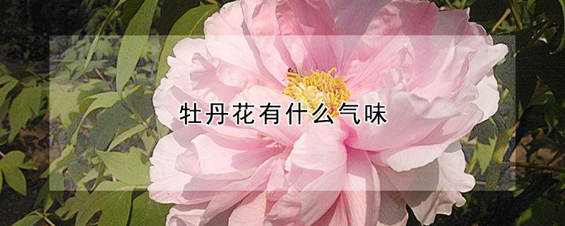 牡丹花有什么氣味