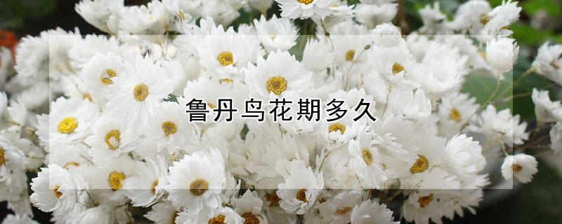 魯?shù)B花期多久