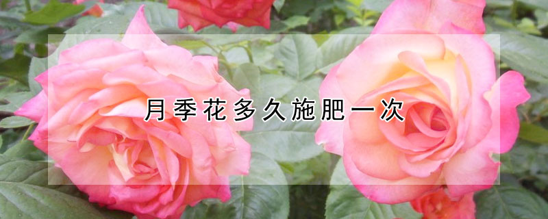 月季花多久施肥一次