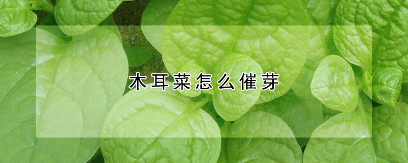 木耳菜怎么催芽