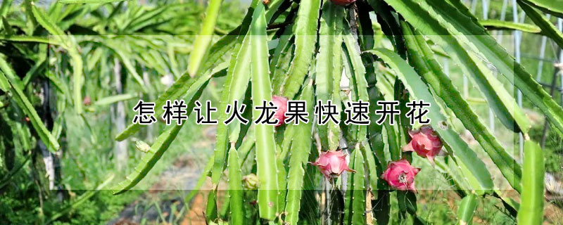 怎樣讓火龍果快速開花