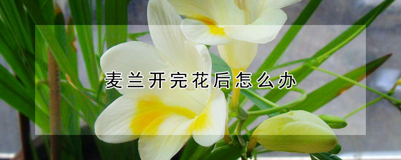 麥蘭開完花后怎么辦