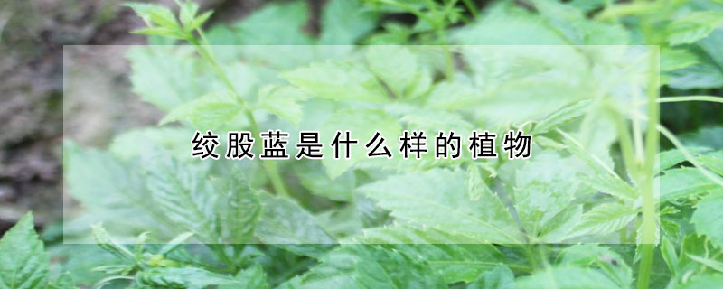 絞股藍是什么樣的植物