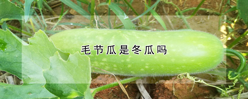 毛節(jié)瓜是冬瓜嗎