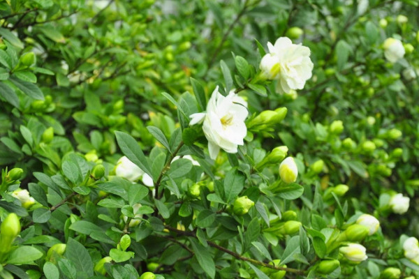 梔子花光長葉不開花什么原因