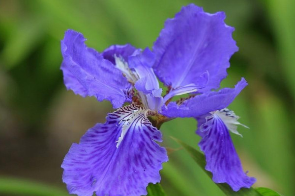 鳶尾花的寓意和花語