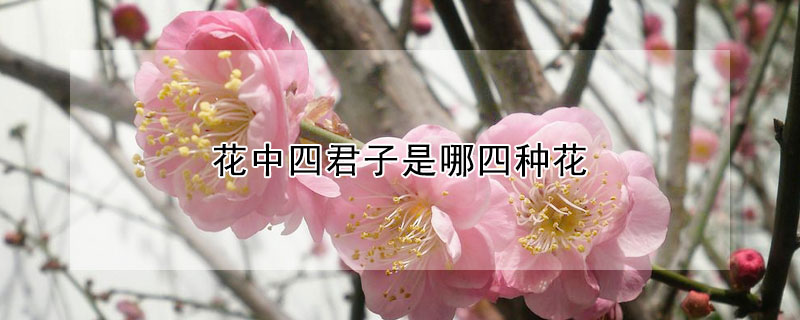 花中四君子是哪四種花