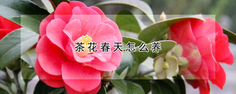 茶花春天怎么養