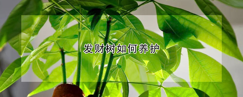 發(fā)財(cái)樹如何養(yǎng)護(hù)