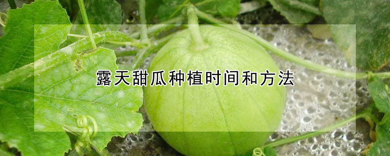 露天甜瓜種植時間和方法