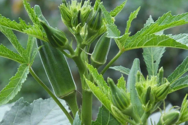 植物黃金是什么植物