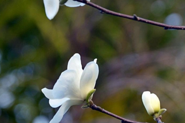 玉蘭花長什么樣子