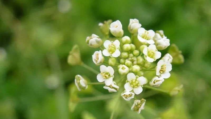 薺菜開花是什么樣子