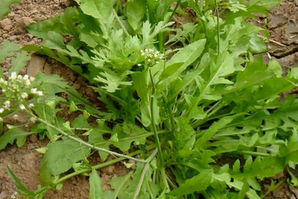 薺菜開花是什么樣子