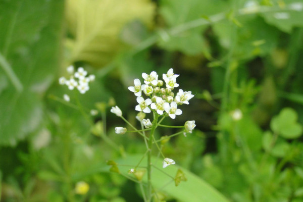 薺菜開花是什么樣子