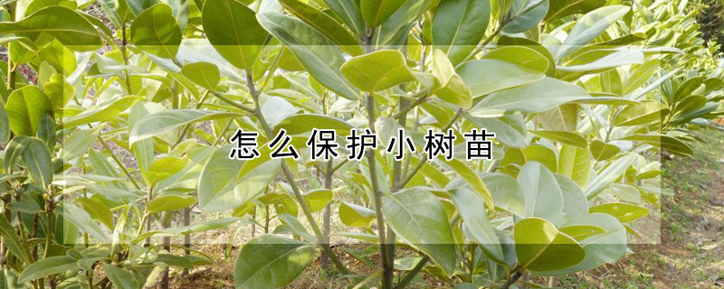 怎么保護小樹苗