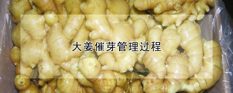 大姜催芽管理過(guò)程