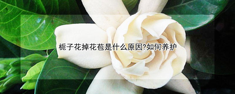 梔子花掉花苞是什么原因?如何養護