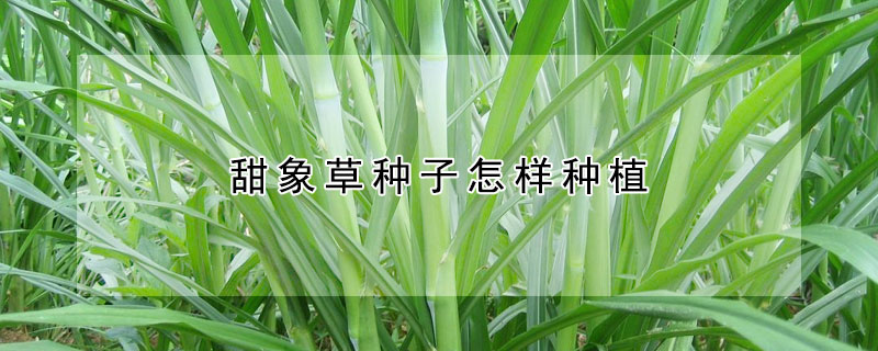 甜象草種子怎樣種植