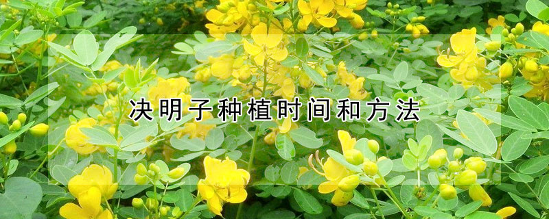 決明子種植時間和方法