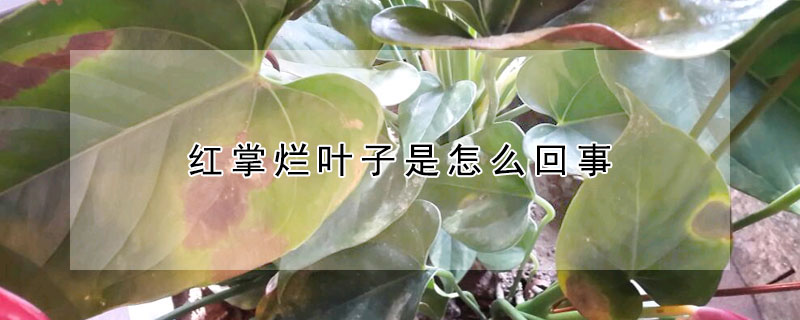 紅掌爛葉子是怎么回事