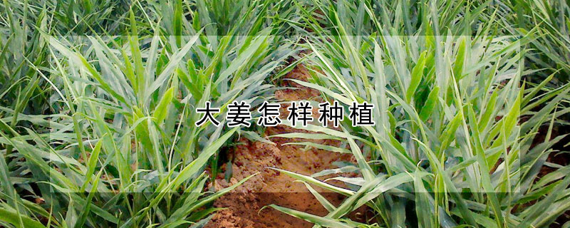 大姜怎樣種植