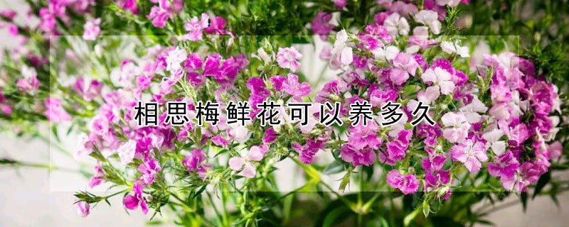 相思梅鮮花可以養(yǎng)多久