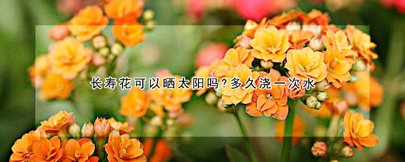 長壽花可以曬太陽嗎?多久澆一次水