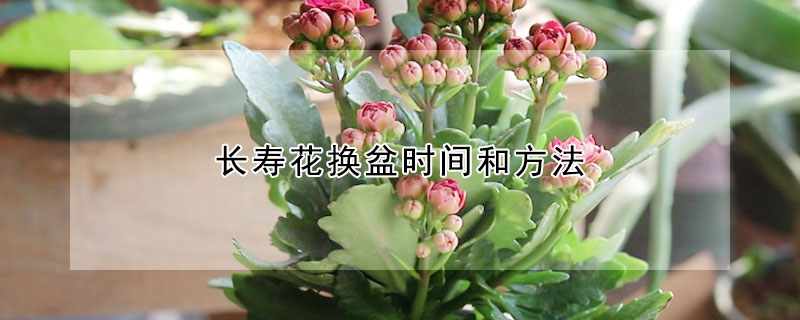 長壽花換盆時間和方法