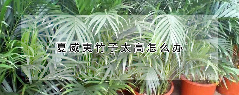 夏威夷竹子太高怎么辦