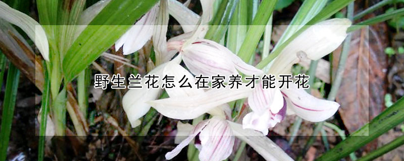 野生蘭花怎么在家養(yǎng)才能開花