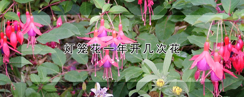 燈籠花一年開幾次花