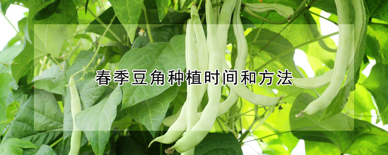 春季豆角種植時(shí)間和方法