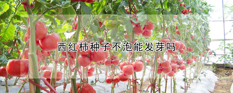 西紅柿種子不泡能發芽嗎