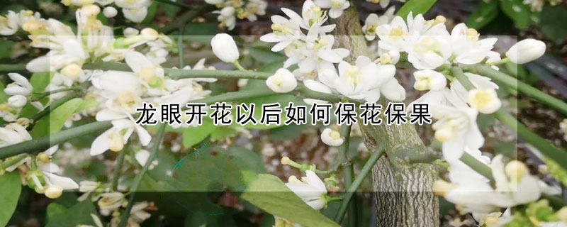 龍眼開花以后如何?；ū９?></a></div>
                    </div>
                    <h3><a href=