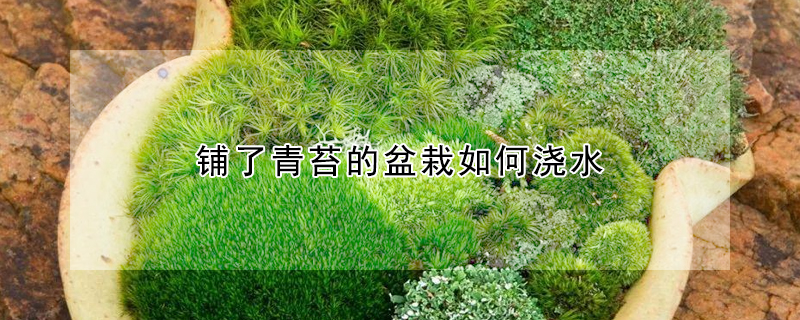 鋪了青苔的盆栽如何澆水