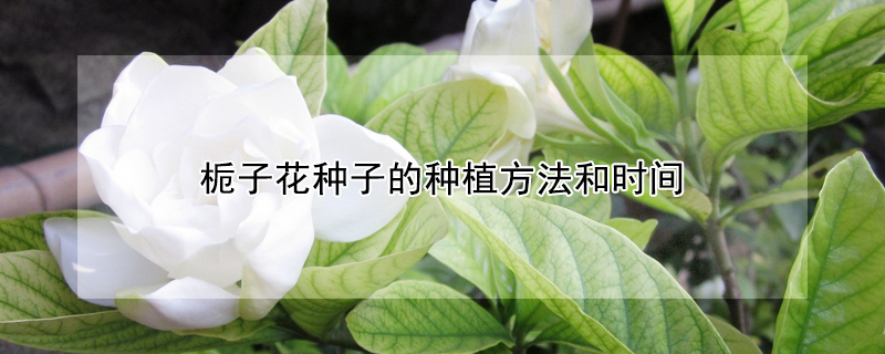 梔子花種子的種植方法和時(shí)間