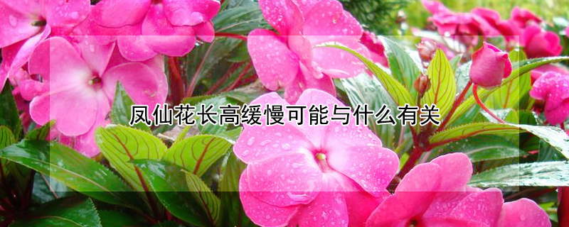 鳳仙花長高緩慢可能與什么有關(guān)