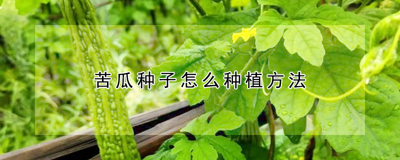 苦瓜種子怎么種植方法