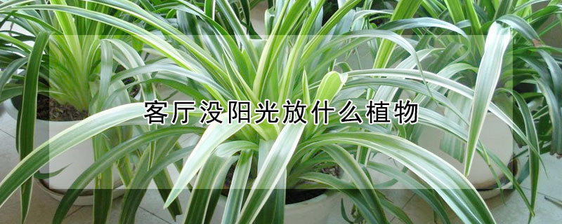 客廳沒陽光放什么植物