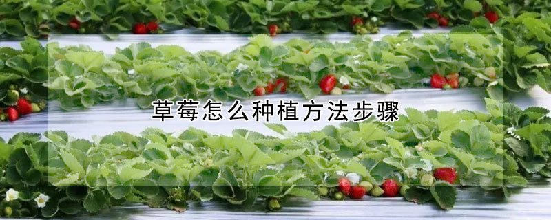 草莓怎么種植方法步驟